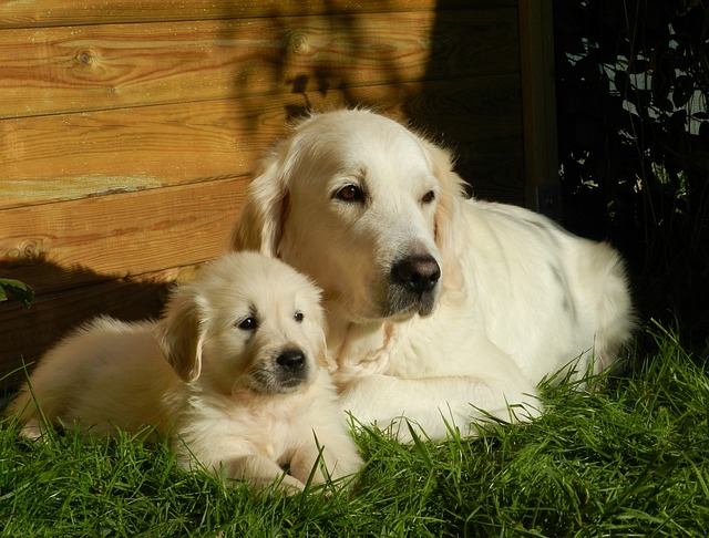 Golden Retrievers