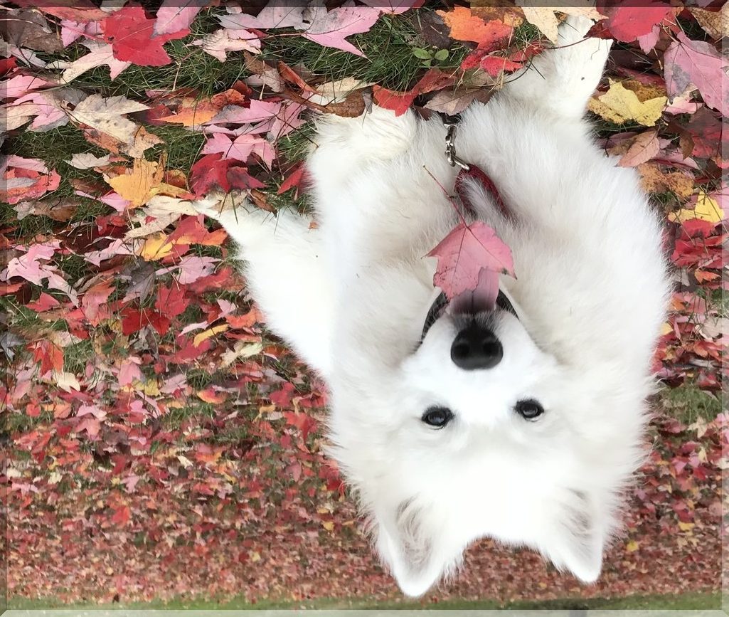 American Eskimo