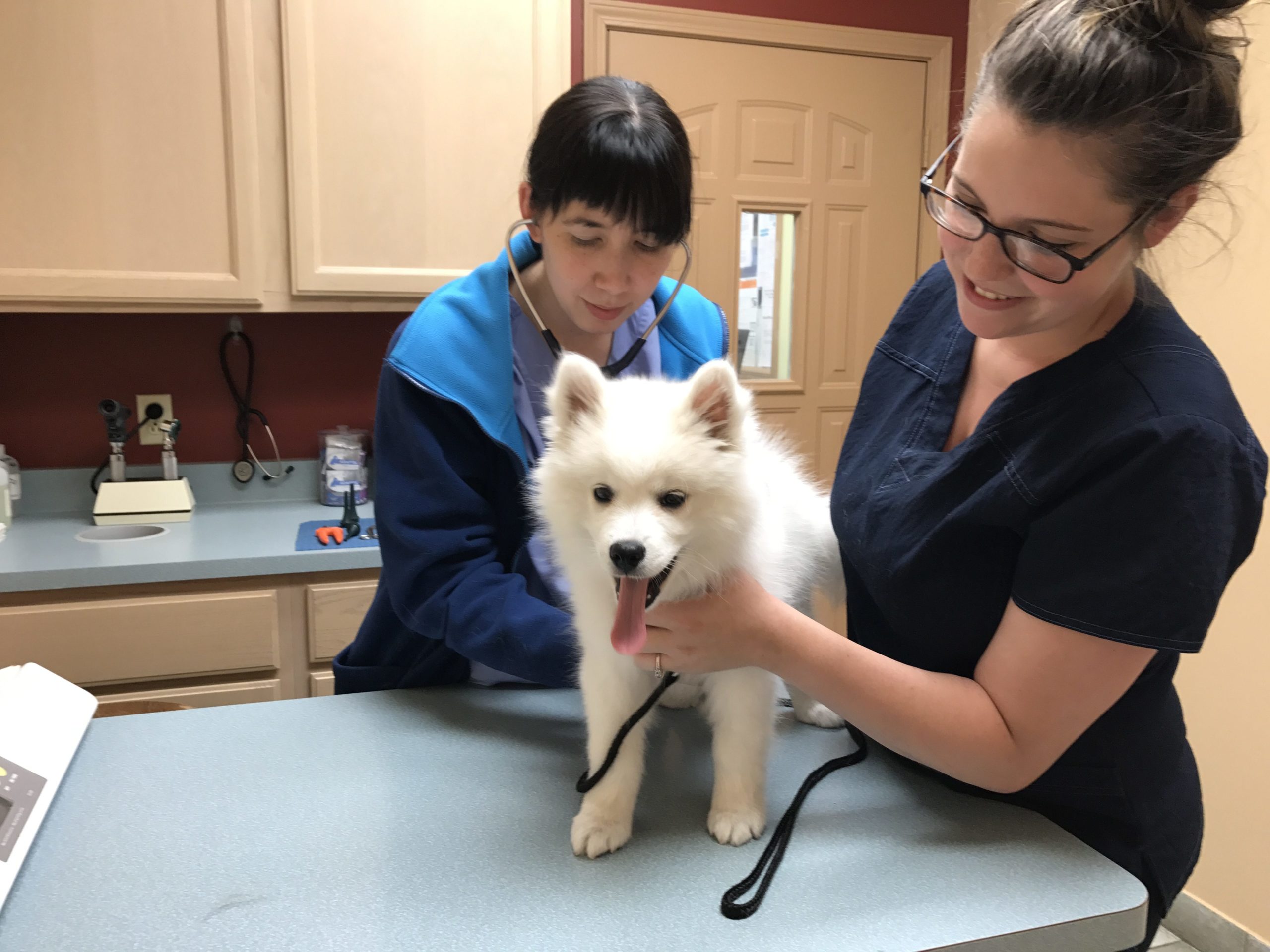 American Eskimo