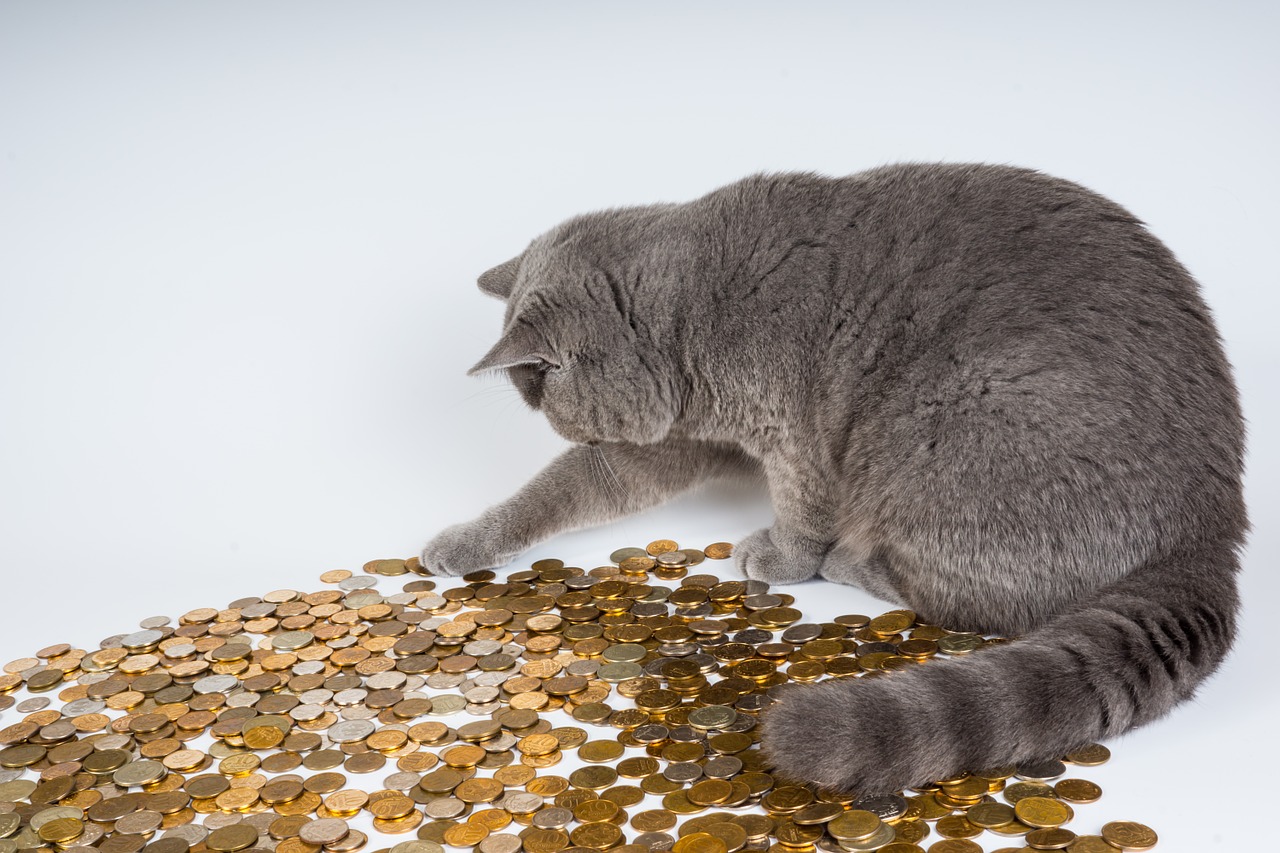 Cat Playing With Money