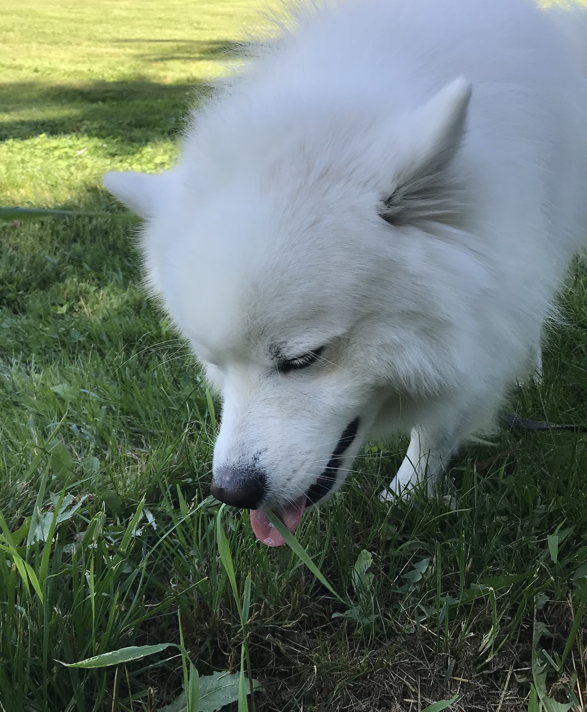 Dogs Eat Grass