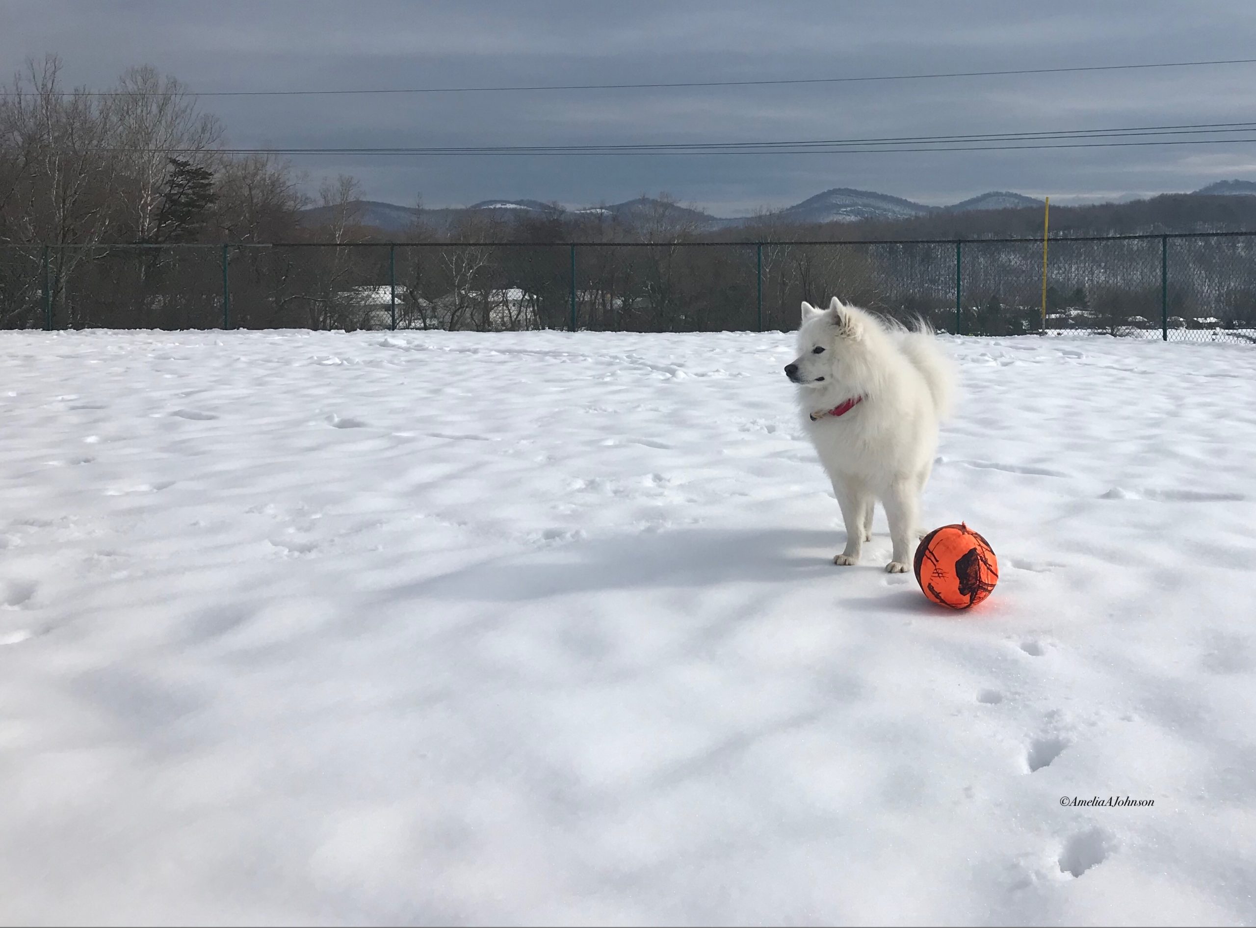 American Eskimo